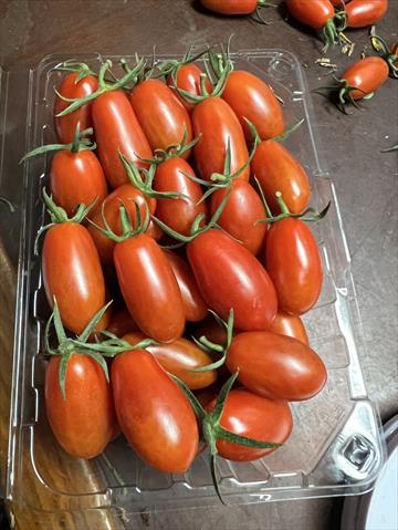 番茄(含小番茄) 產品圖片（圖片編號 928939）