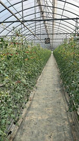 番茄(含小番茄) 產品圖片（圖片編號 928940）