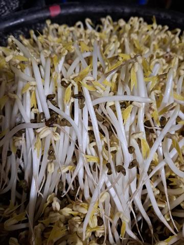綠豆芽 產品圖片（產品編號 676572）