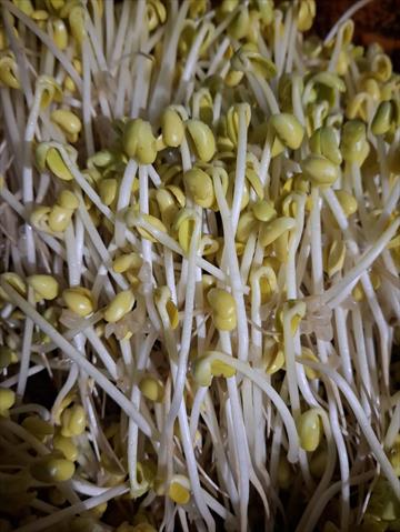黃豆芽 產品圖片（產品編號 676573）