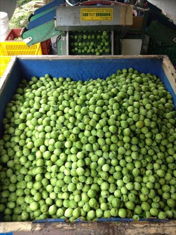 梅 產品圖片（圖片編號 929584）