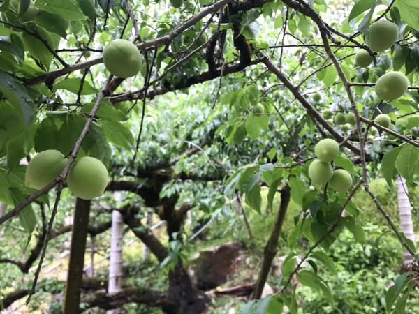 梅 產品圖片（產品編號 676961）