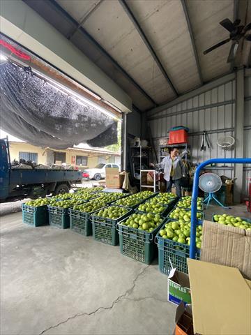 棗 產品圖片（產品編號 677140）