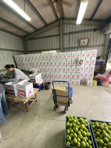 棗 產品圖片（圖片編號 929848）
