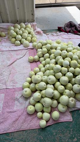 香瓜(美濃瓜) 產品圖片（產品編號 677166）