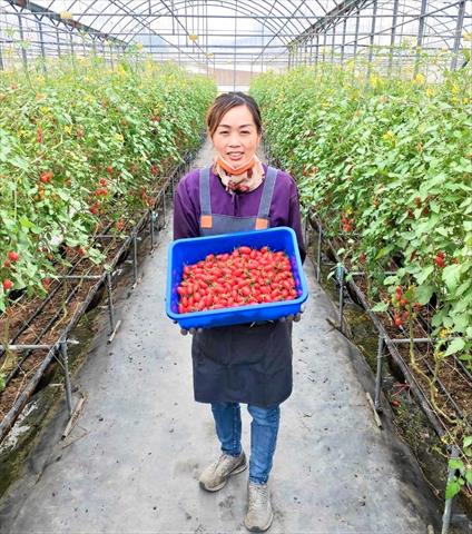 番茄(含小番茄) 產品圖片（圖片編號 930274）