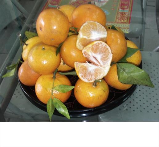 金柑 產品圖片（圖片編號 930497）