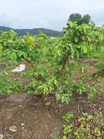 番石榴(芭樂) 產品圖片（圖片編號 930499）