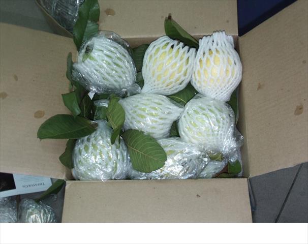 番石榴(芭樂) 產品圖片（圖片編號 930500）