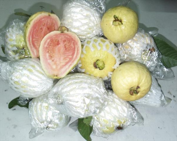 番石榴(芭樂) 產品圖片（產品編號 677617）