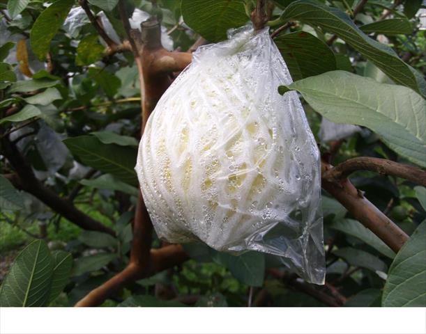 番石榴(芭樂) 產品圖片（圖片編號 930502）
