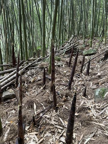 竹筍 產品圖片（圖片編號 930595）