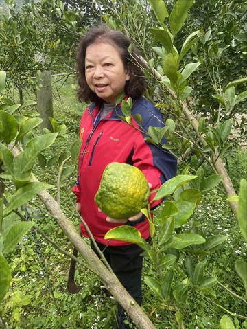 椪柑 產品圖片（圖片編號 930602）