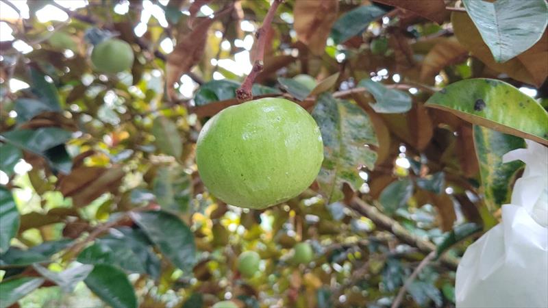 星蘋果 產品圖片（圖片編號 931127）