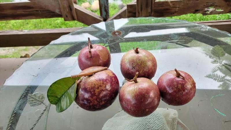 星蘋果 產品圖片（圖片編號 931129）