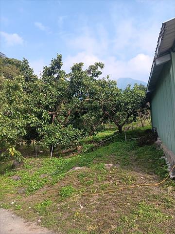 酪梨 產品圖片（圖片編號 931133）