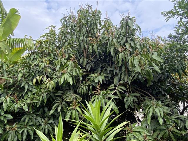 荔枝 產品圖片（圖片編號 931631）