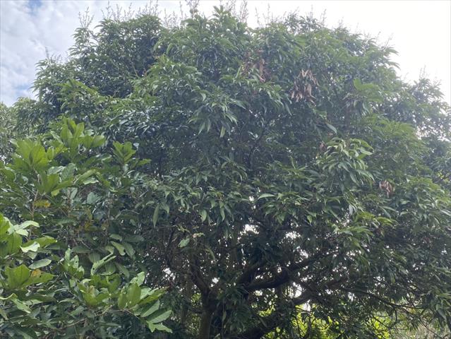荔枝 產品圖片（產品編號 678041）