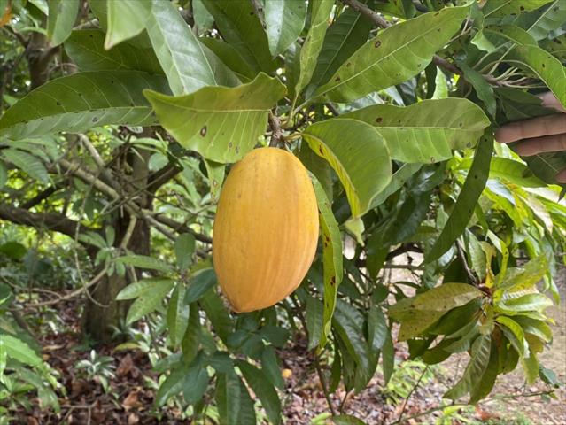 蛋黃果 產品圖片（圖片編號 931633）