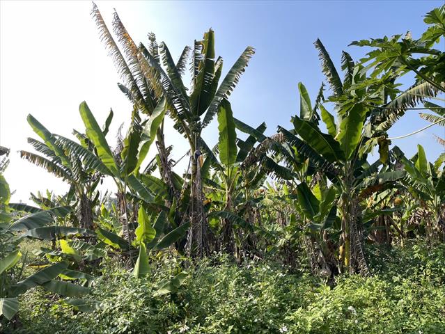 香蕉 產品圖片（圖片編號 932749）