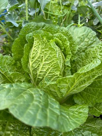 結球白菜(包心白菜) 產品圖片（圖片編號 932870）