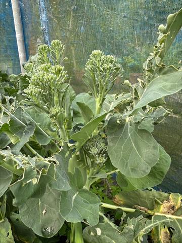 青花菜 產品圖片（圖片編號 932879）