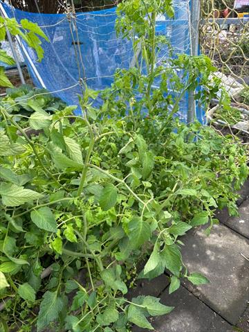 番茄(含小番茄) 產品圖片（圖片編號 932891）