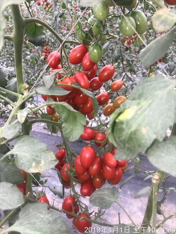 番茄(含小番茄) 產品圖片（圖片編號 933138）