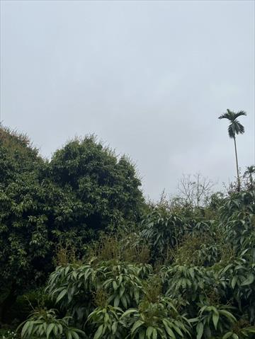 荔枝 產品圖片（產品編號 679026）