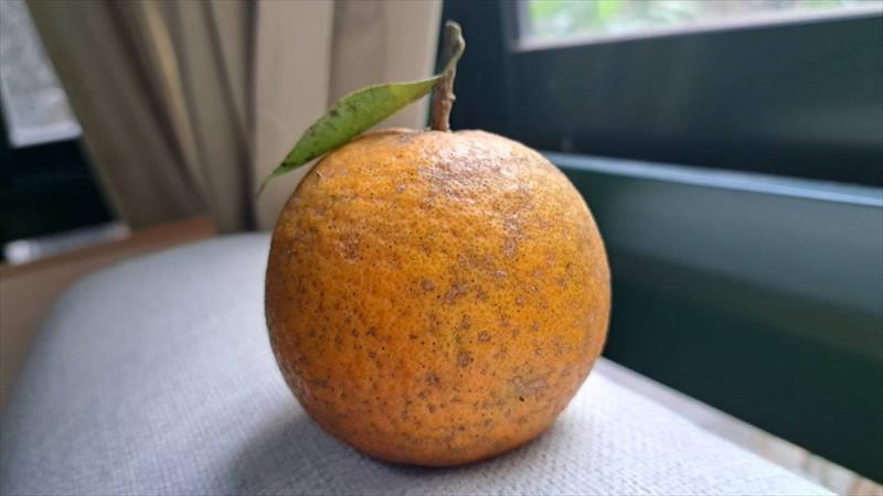 桶柑 產品圖片（圖片編號 933991）