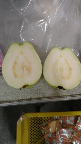 番石榴(芭樂) 產品圖片（產品編號 679217）