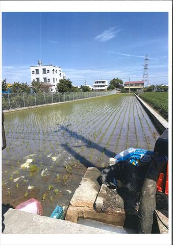 稉稻(白米或黑米) 產品圖片（產品編號 679369）