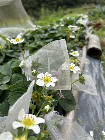 草莓 產品圖片（圖片編號 934814）