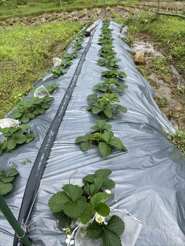 草莓 產品圖片（圖片編號 934815）