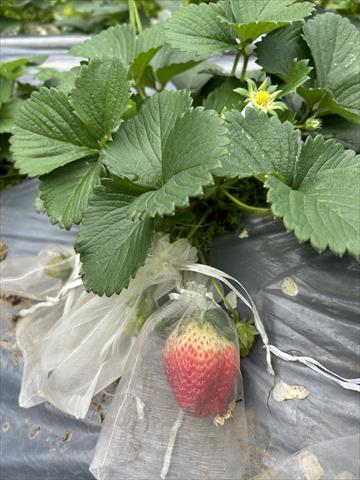 草莓 產品圖片（產品編號 679703）
