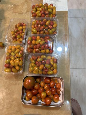番茄(含小番茄) 產品圖片（圖片編號 934821）