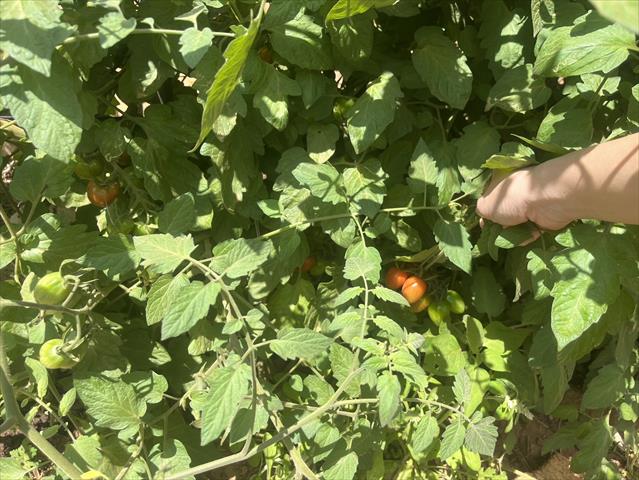 番茄(含小番茄) 產品圖片（圖片編號 935048）
