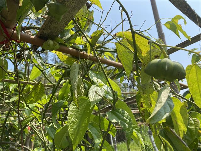 印加果 產品圖片（產品編號 680112）