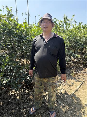 椪柑 產品圖片（圖片編號 936541）