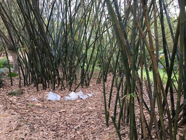 竹筍 產品圖片（圖片編號 936947）