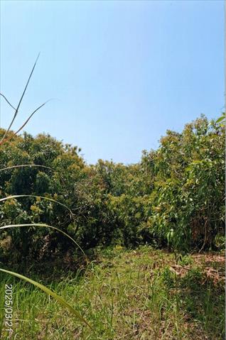 荔枝 產品圖片（產品編號 681028）