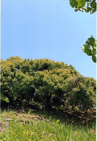 荔枝 產品圖片（圖片編號 937575）