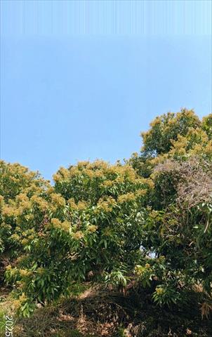 荔枝 產品圖片（圖片編號 937576）