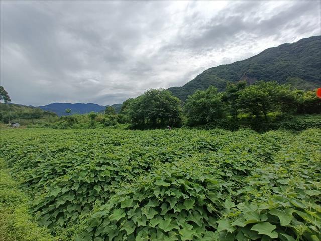 龍鬚菜(隼人瓜苗、梨瓜苗) 產品圖片（產品編號 681029）