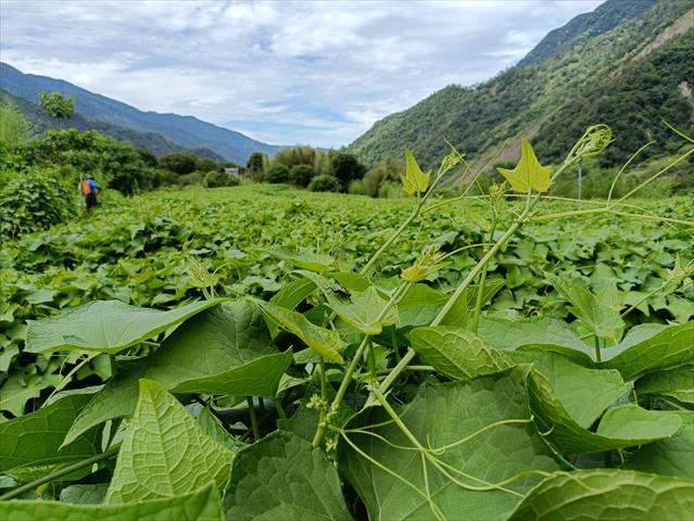 龍鬚菜(隼人瓜苗、梨瓜苗) 產品圖片（圖片編號 937579）