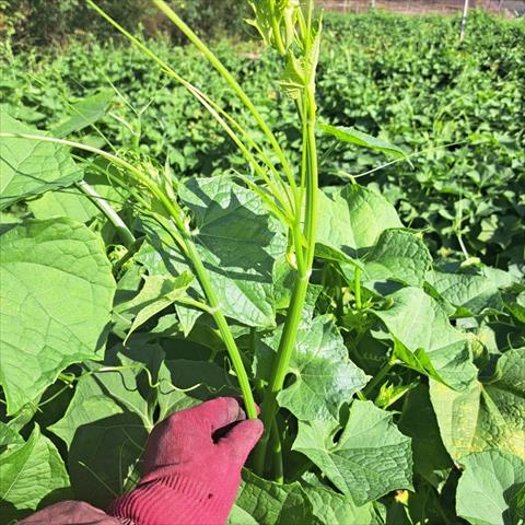 龍鬚菜(隼人瓜苗、梨瓜苗) 產品圖片（圖片編號 937580）