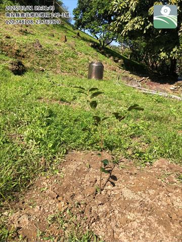 茶製品-茶 產品圖片（圖片編號 938098）
