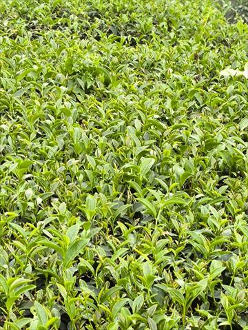 茶製品-茶 產品圖片（圖片編號 938176）