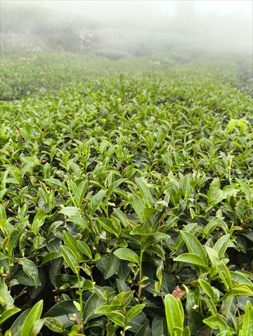 茶製品-茶 產品圖片（產品編號 681219）