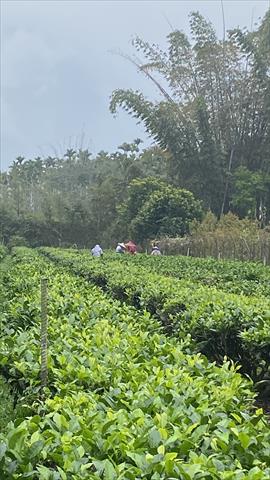茶製品-茶 產品圖片（圖片編號 938252）
